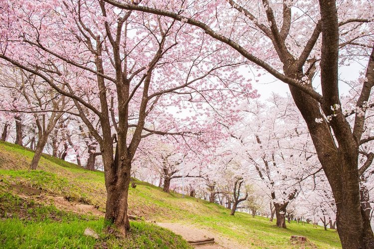 Parc Eboshiyama 2