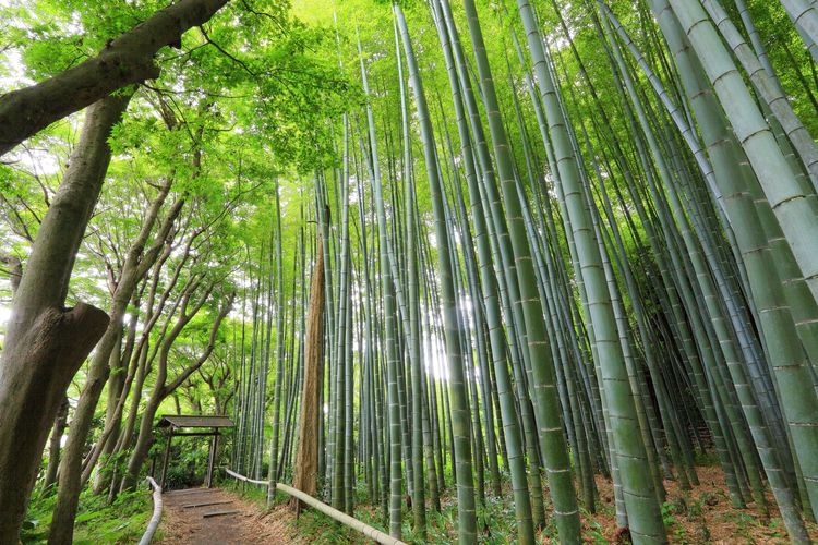 에이쇼지 (Eisho-ji) 4