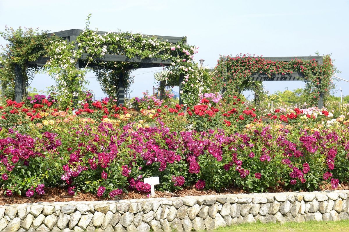 Eco Park Minamata Rose Garden