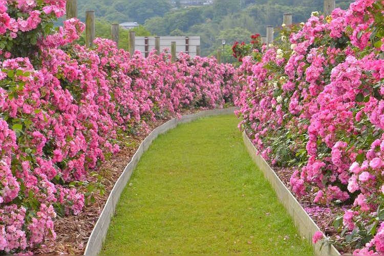 Eco Park Minamata Rose Garden