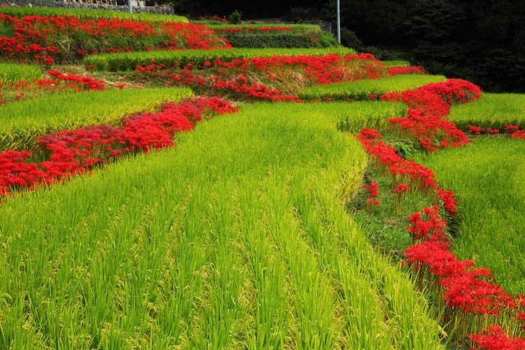 นาขั้นบันไดเอริยามะ (Eriyama Rice Terraces)