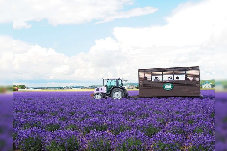 富田農場 Lavender East