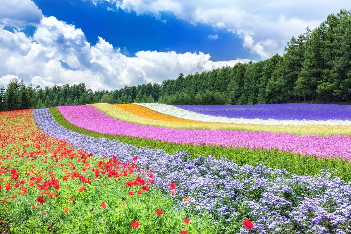 팜 토다 (Farm Tomita)