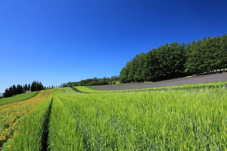 팜 토다 (Farm Tomita)