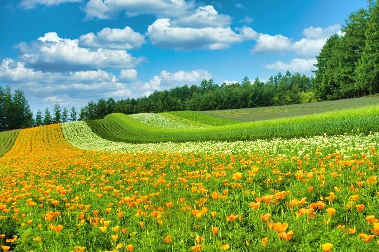팜 토다 (Farm Tomita) 2