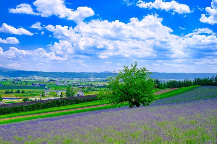 Farm Tomita 6