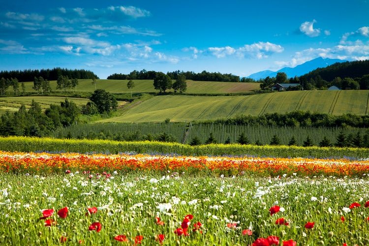 Flower Land Kamifurano