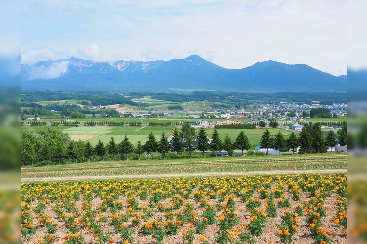 Flower Land Kamifurano 2