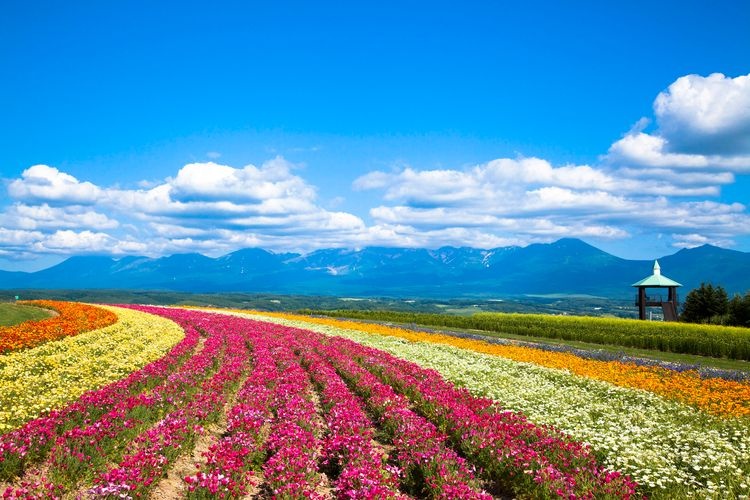 Flower Land Kamifurano 4