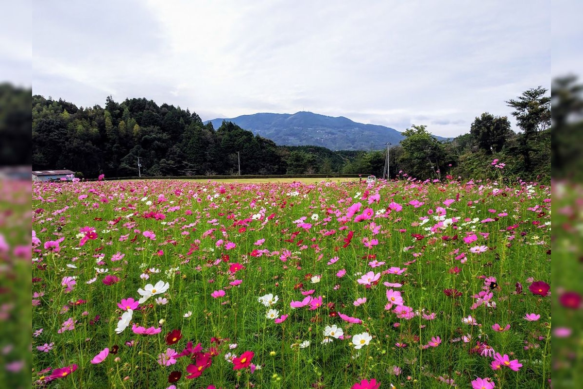 Flower Park Ozu