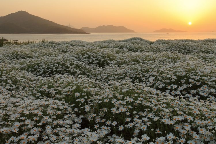 Flower Park Urashima 3