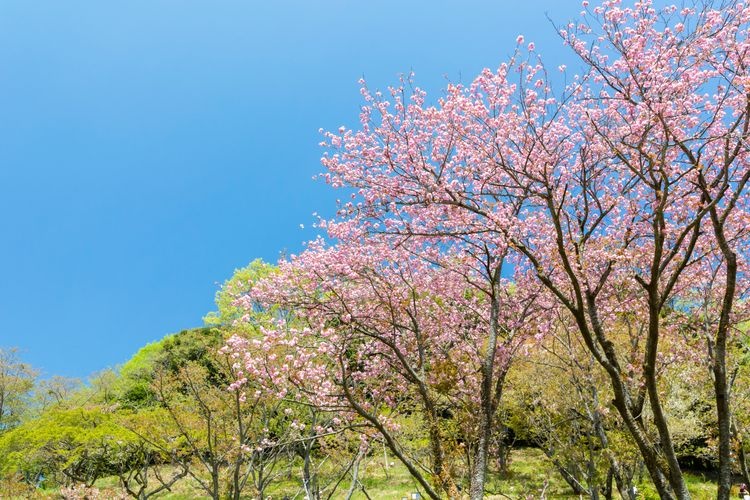 Tama Forest Science Garden