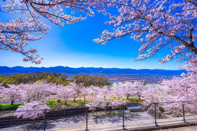 笛吹川水果公园 4