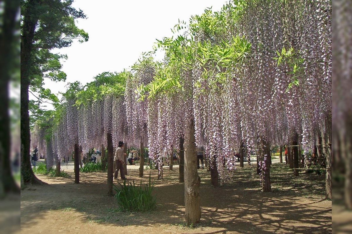 Tōkaen (Ushijima no Fuji)
