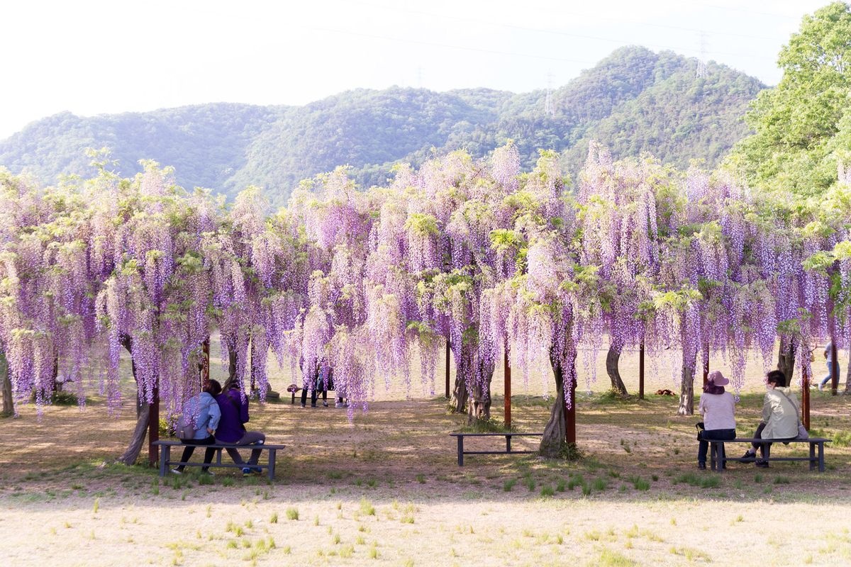 Fuji Park (Fuji Koen)