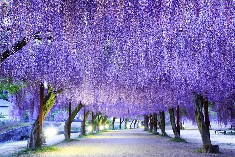 Parque Fuji (Fuji Koen)