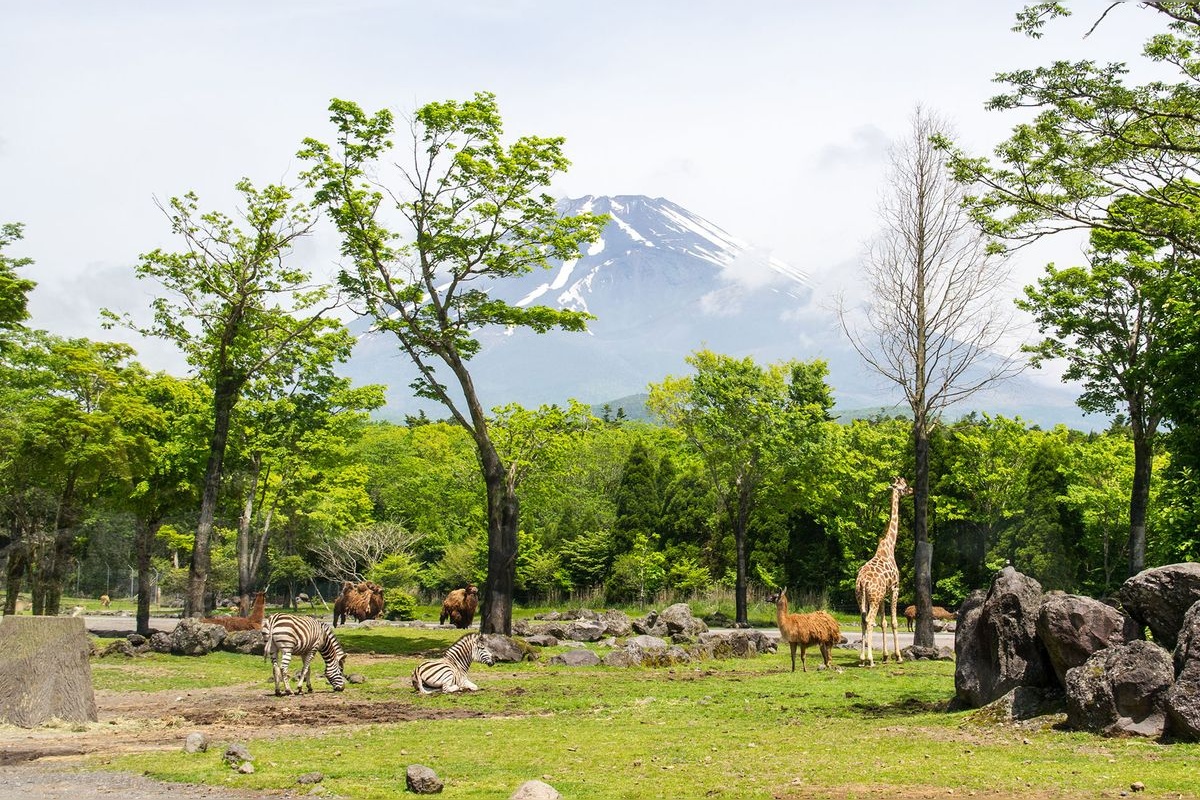 富士野生動物公園 (Fuji Safari Park)