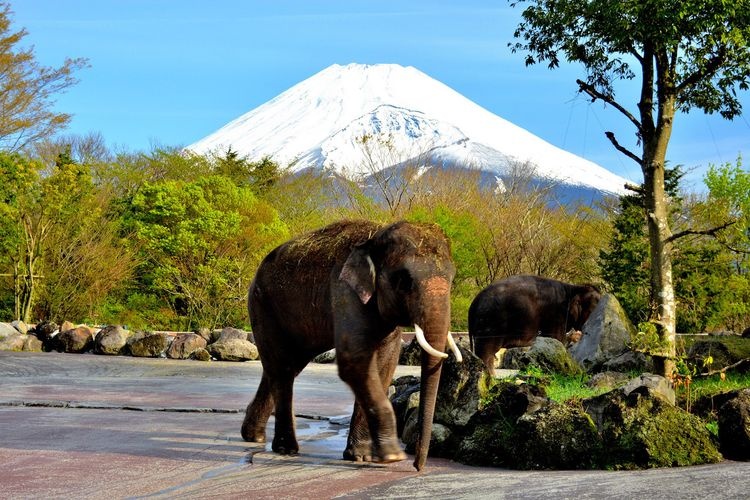 Fuji Safari Park 2