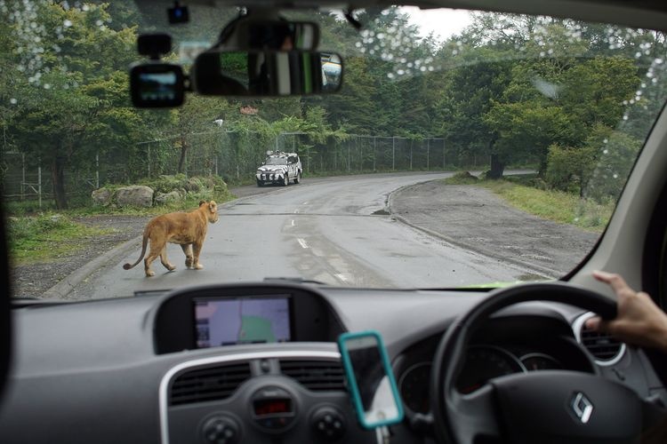 Fuji Safari Park 3