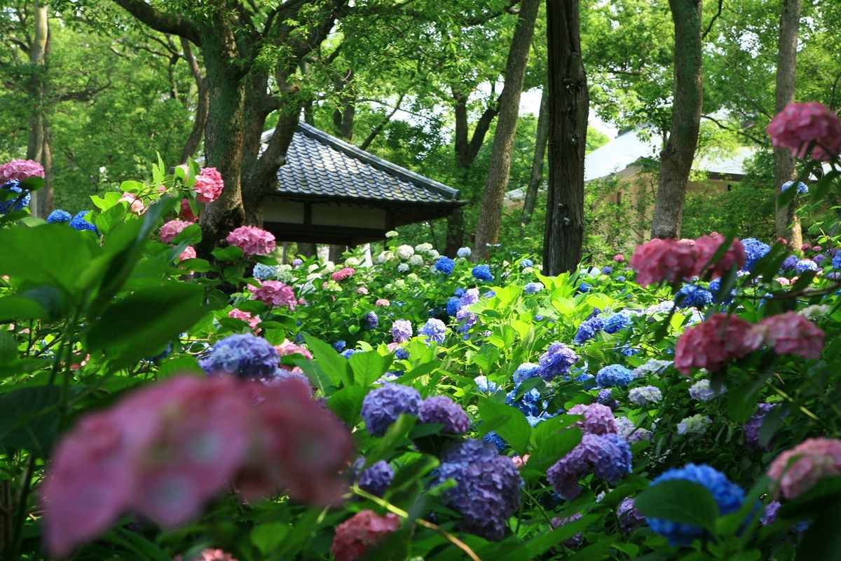 Fujimori Shrine
