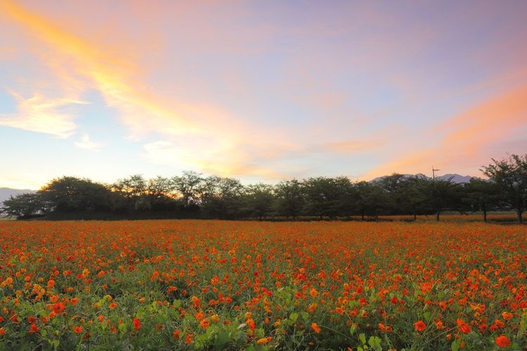โบราณสถานฟูจิวาระเคียว (Fujiwara-kyo) 2