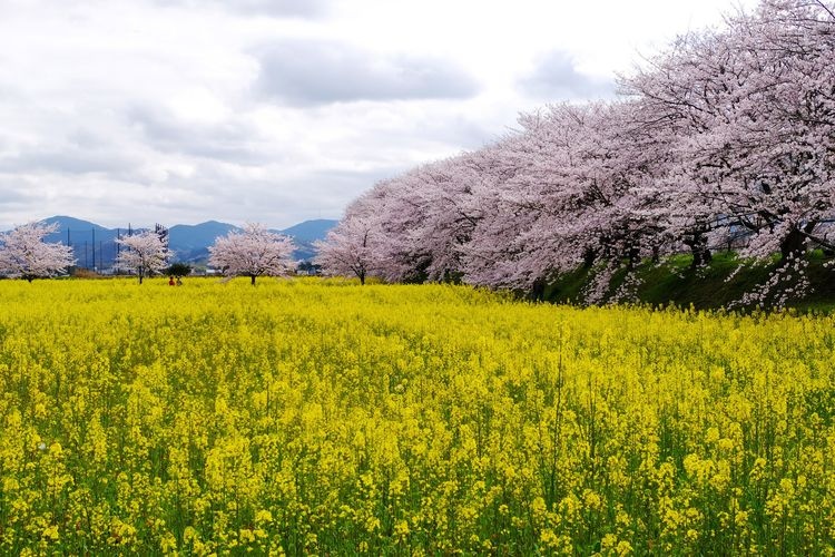 โบราณสถานฟูจิวาระเคียว (Fujiwara-kyo) 4
