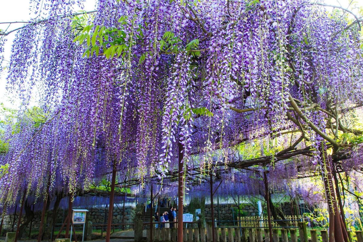 Fujiyama Jinja Shrine