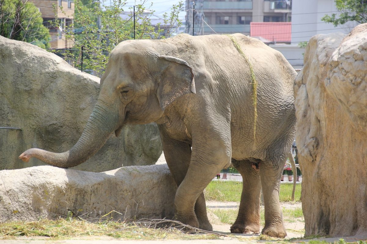 Fukuoka City Zoo y Jardín Botánico