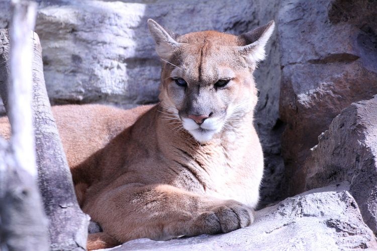 Takao Fukuyama Zoo (Fukuyama City Zoo)