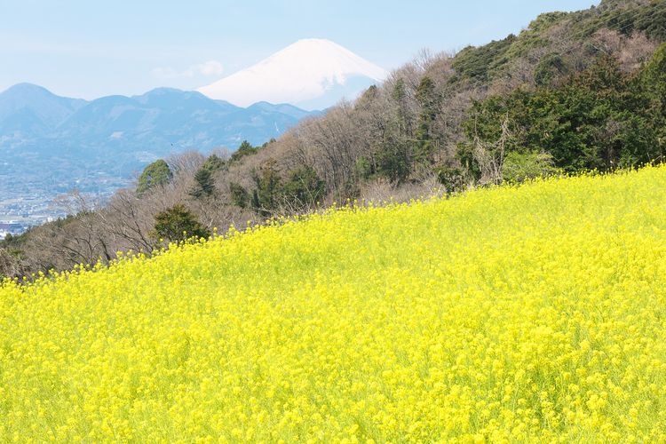 Hokkaen - Furusato Noen Shiki no Sato