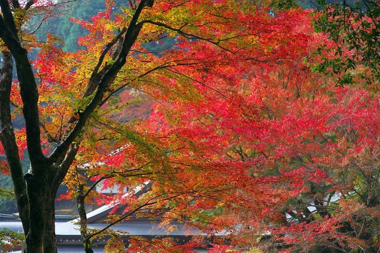 Ryugoji 2