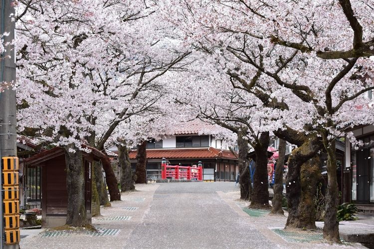 가이센 벚꽃(がいせん桜)