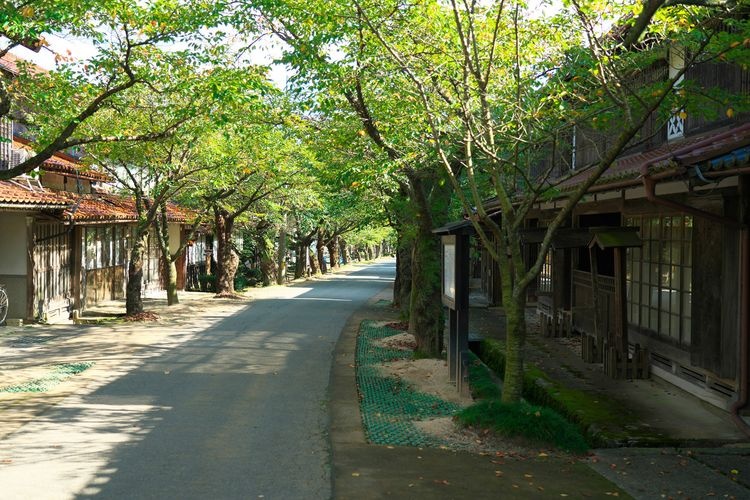가이센 벚꽃(がいせん桜) 2