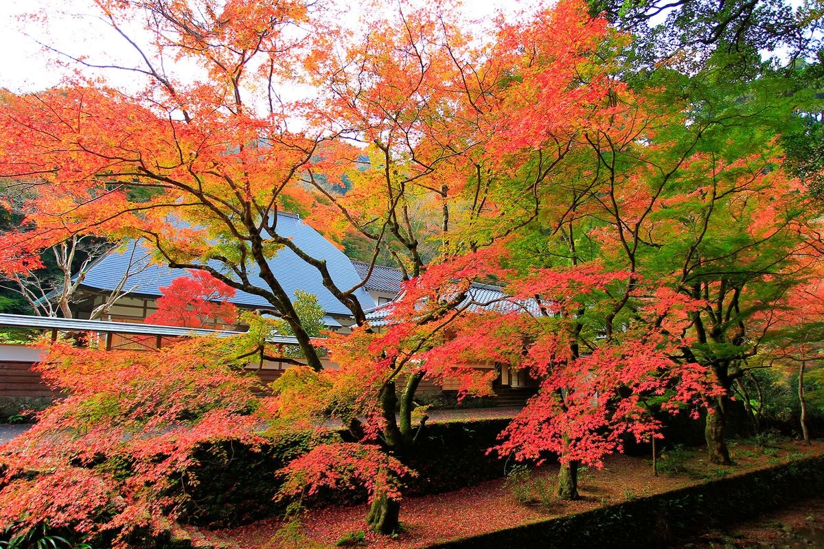 วัดวานิบุจิ (Wanibuchi-ji)
