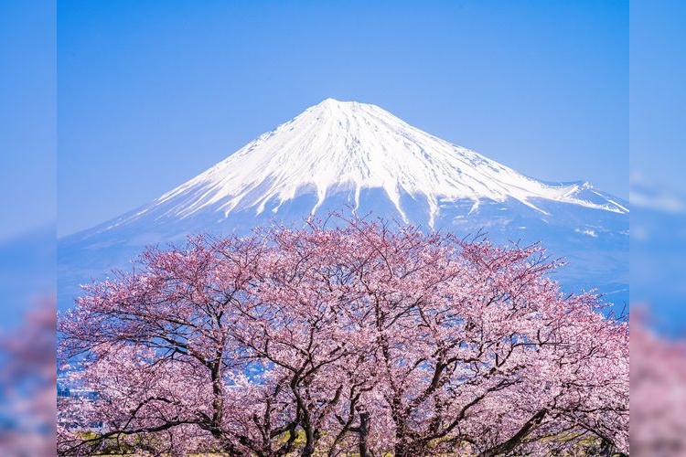 Kargane-tsutsumi Cherry Blossoms (Mt. Fuji View)