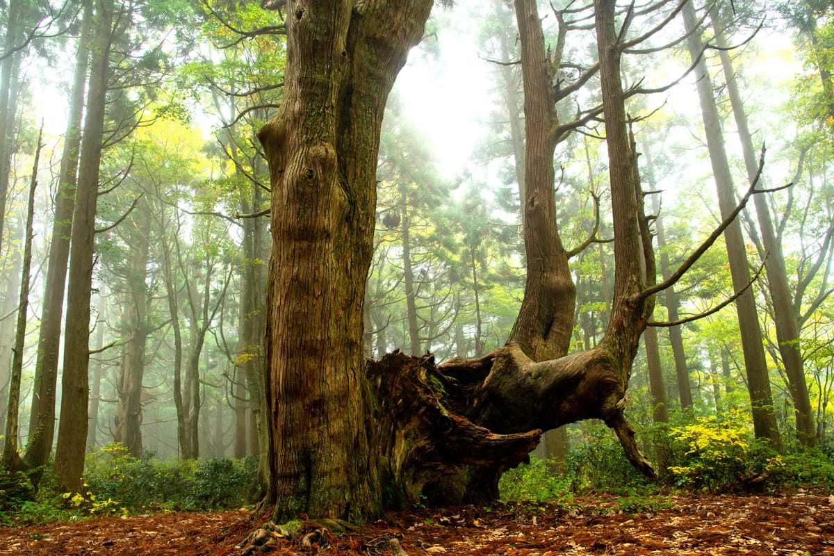 Hutan Fantasi (Toyama Sugi)