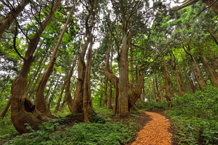 Genso-no-Mori (Doyu Sugi Forest)