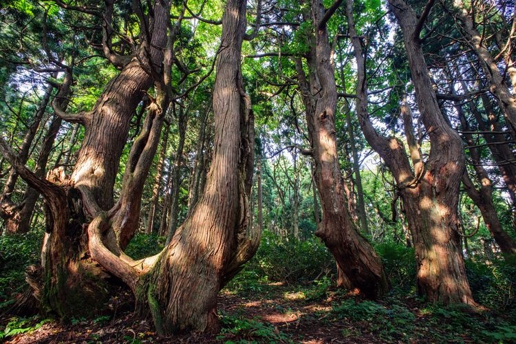 Genso-no-Mori (Doyu Sugi Forest) 3
