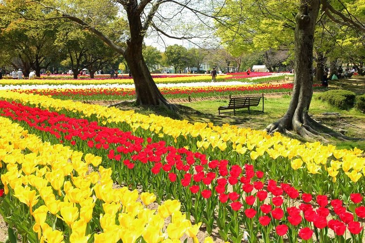 Gifu World Rose Garden