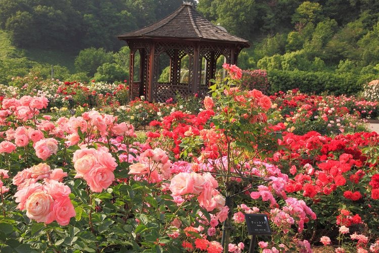 Gifu World Rose Garden 3
