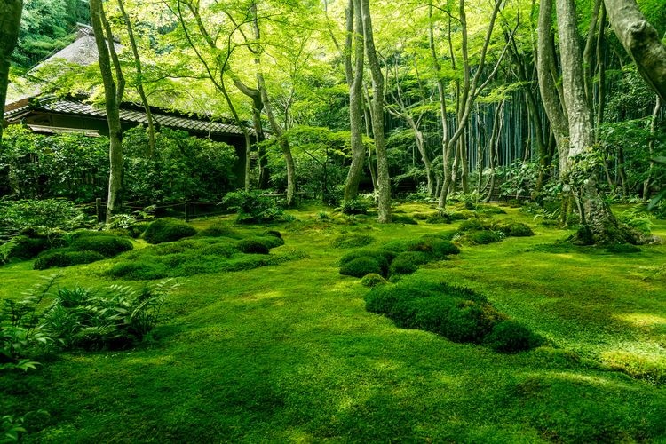 Giou-ji 4
