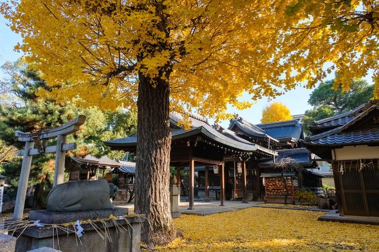 고쿠노미야 신사 (Gokounomiya Shrine) 4