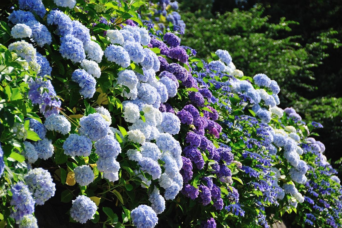 護摩堂山繡球花園