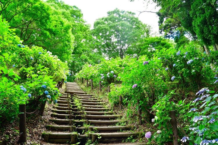護摩堂山繡球花園
