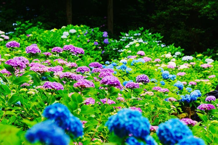 護摩堂山繡球花園 2