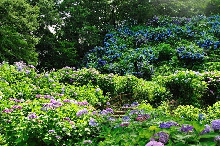 護摩堂山繡球花園 3