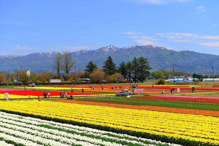 ทุ่งทิวลิปเมืองโกเซ็น
