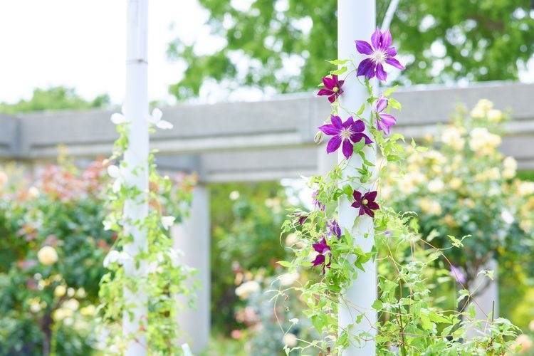 Gunma Flower Park Plus