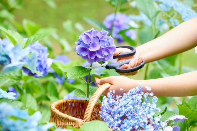 Gunma Flower Park Plus 3