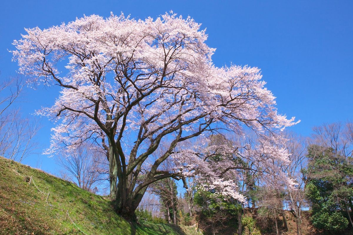 钵形城公园(钵形城遗迹)
